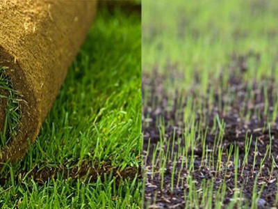 Semis ou pelouse prête ? Les avantages de la pelouse prête à l'emploi.