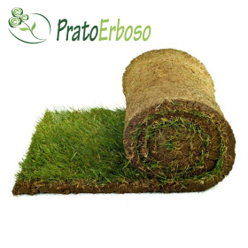 40 square meters of lawn ready in rolls