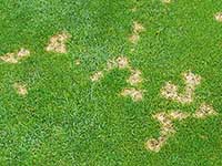 Dollar spot disease