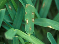 Malattia Gray Leaf spot