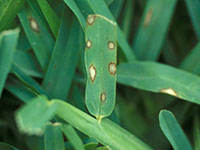 Gray Leaf spot disease