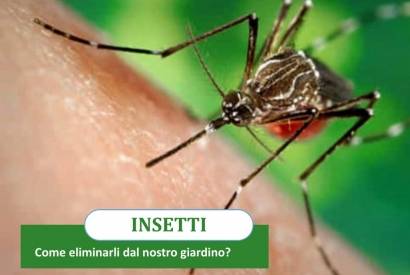 Mücken und Insekten: Wie kann man sie aus unserem Garten entfernen?