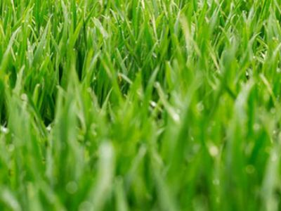 TRIKO PLUS est un allié naturel pour votre pelouse